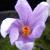 crocuscfloligusticusrvroger1