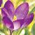 crocuscflotommasinianusrubygiantgeetee1