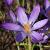 crocuscflotommasinianuswhitewellpurplegeetee1