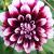 dahliacfloedinburghrvroger1