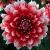 dahliacfloredwhitefubukirvroger1a1