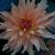 dahliapfloautumnfairyrvroger1