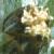 dwarfcflocudweed1