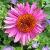 echinaceacflo2purpurearubinglowgarnonswilliams1a