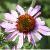 echinaceacflopurpureamagnuskavanagh1a