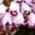 ericavaganscflosholdenpinkdeeproot1a