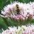 eupatoriumcflo1lindleyanumgarnonswilliams1