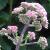 eupatoriumcflo1maculatumatropurpureumgroupgarnonswilliams1
