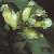 fclimbingcolflocorydalis1