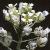 fcommonflotpennycress1a