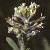 fcommonflotpepperwort1a