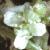 fcommonflotwartgrass1a