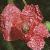 fcornflot1poppy1a1