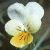 ffieldflotpansy1