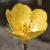 fjerseycolflobuttercup1a