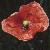 flongflotheadedpoppy1a1