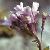 frosyflotcress1