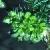 fsmallcflobudcnettle1