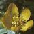 fwintercolfloaconite1a
