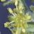 fieldcflomalemaple1
