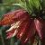 fritillariaflotimperiallisrubramaxima1