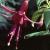 fuchsiaflotflash1a