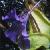 giantcflobutterwort1
