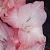 gladioluscflobestbetnagc1