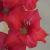gladioluscflocherryberryncoe1a1