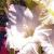 gladioluscflocoolwhitenagc1