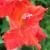 gladioluscflocypresscreeknagc1