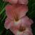 gladioluscflodecisorvroger1