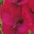 gladioluscflodymosnagc1a1