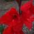gladioluscfloeurovisionrvroger1a1