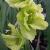 gladioluscfloevergreenrvroger1