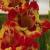 gladioluscflofiestaamericananagc1a1