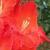 gladioluscflofirepokernagc1