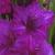 gladioluscflogladboynagc1a