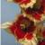 gladioluscfloholymolynagc1a1