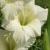 gladioluscflolightsnownagc1