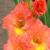 gladioluscfloorangeensemblenagc1
