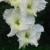gladioluscfloquivernagc1a