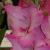 gladioluscfloraymondcncoe1