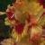 gladioluscflosassynagc1a1