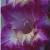 gladioluscfloshowboundnagc1