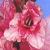 gladioluscflowatermelonwinenagc1a