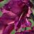 gladiolusflotcommunisbyzantinus1
