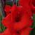 gladioluscflo1carthagorvroger2