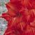 gladioluscfloblazingarrownagc2