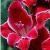 gladioluscflochristmasorchidnagc2